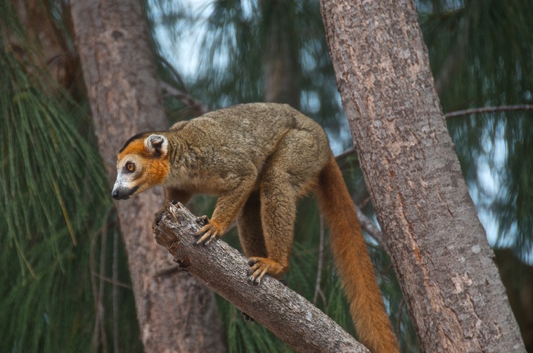 Diego Suarez - Lemuro (2)