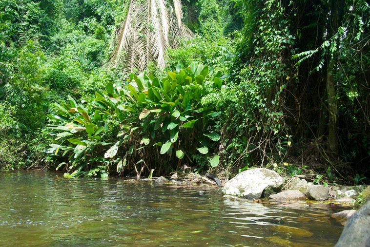 Ilhabela - Cascate 3 Tombo (6)