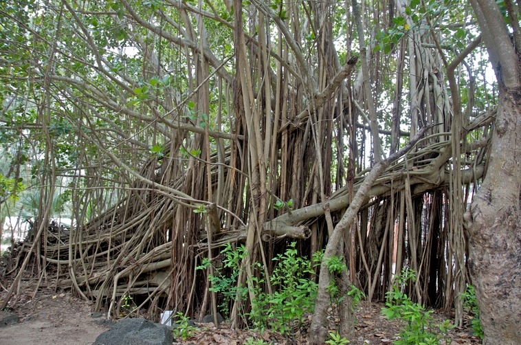 Mauritius - Ile aux Cerfs (4)