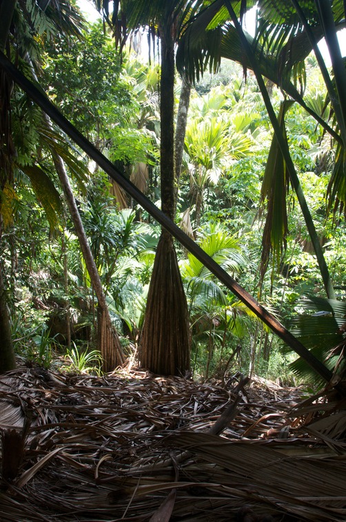 Praslin - Vallèe De Mai (3)