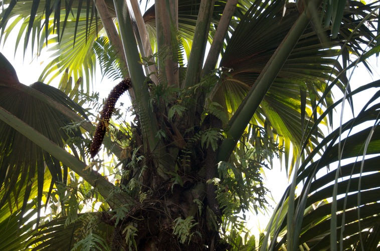 Praslin - Vallèe De Mai