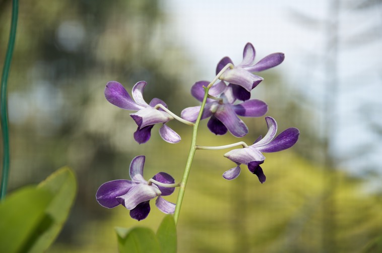 Seychelles - Giardino botanico (1)