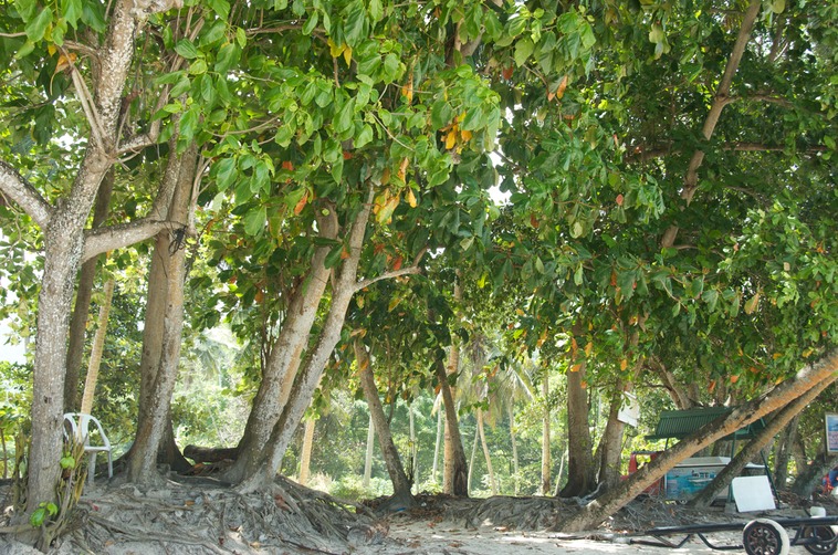 Seychelles - Coral Strand Beach (3)