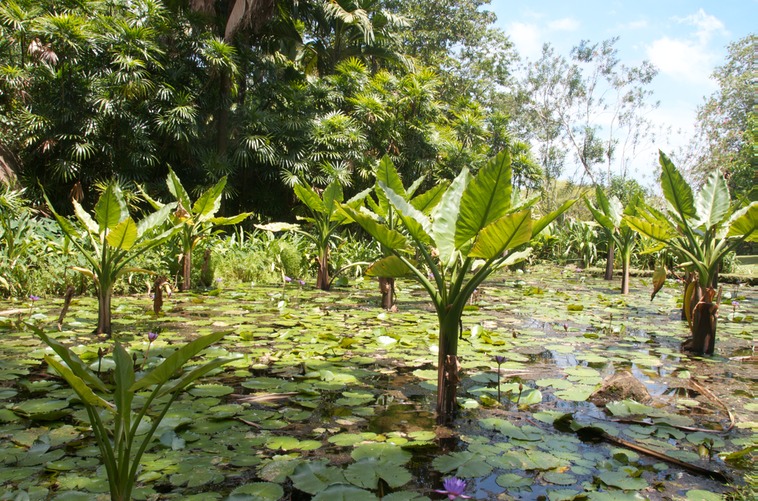 Seychelles - Giardino botanico (2)