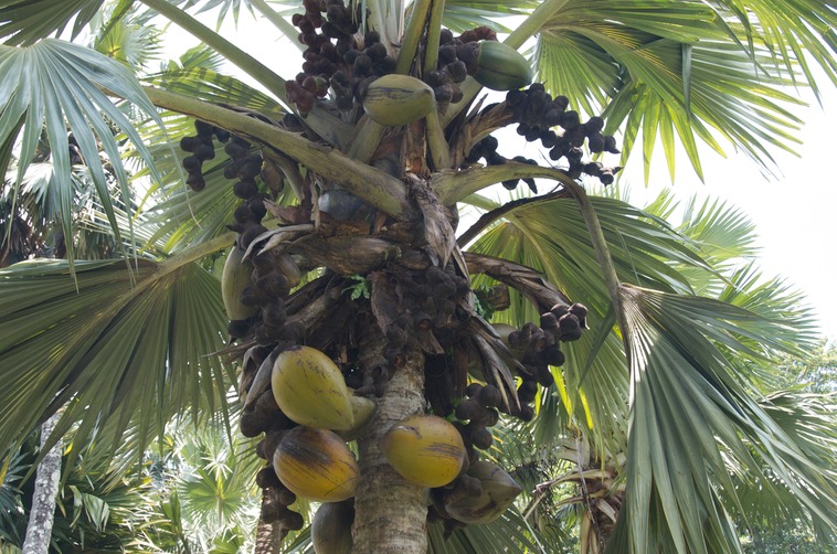 Seychelles - giardino botanico