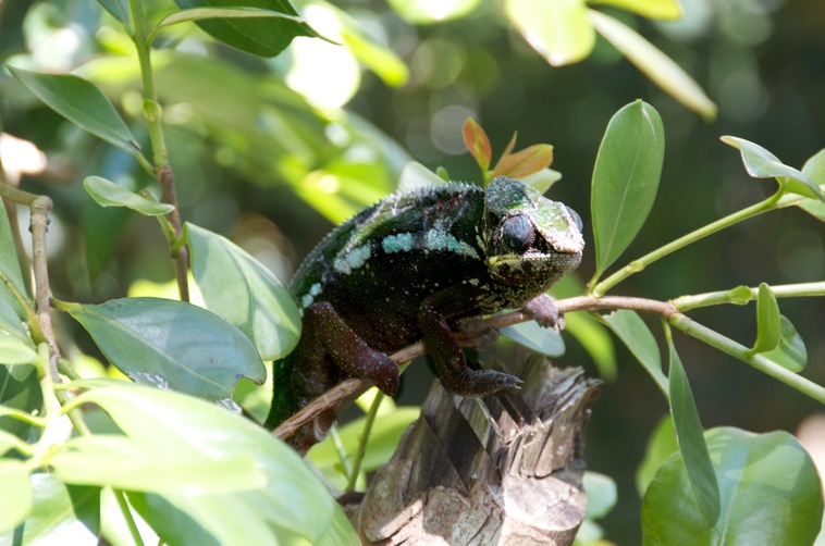 Tamatave - Parco nazionale (5)